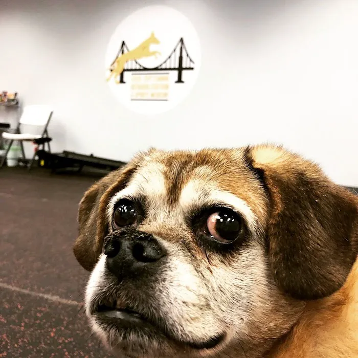 Steel City Canine Rehabilitation & Sports Medicine Picture 6