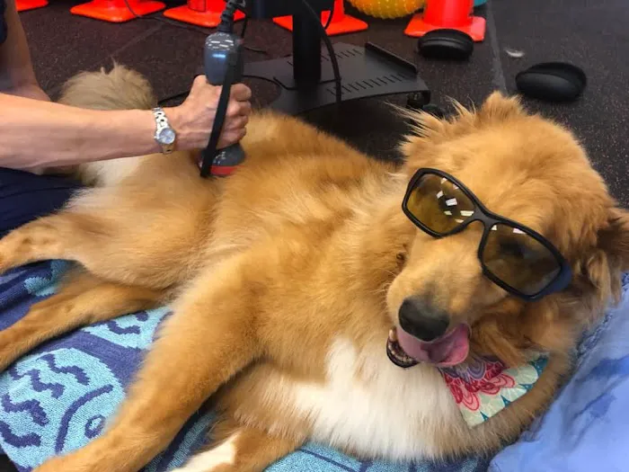 Steel City Canine Rehabilitation & Sports Medicine Picture 7