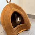 Veterinary Emergency Group