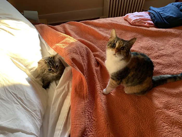 Cat Clinic and Hospital Picture 6