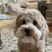 PetVet365 Pet Hospital Pittsburgh/Shadyside at the Junction ico