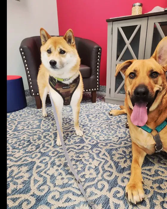 PetVet365 Pet Hospital Pittsburgh/Shadyside at the Junction Picture 6
