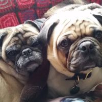Penn Animal Hospital ico