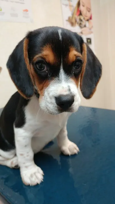 Audubon Animal Clinic Picture 4