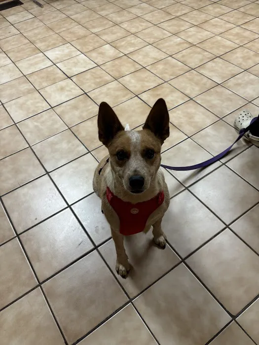 Chestnut Veterinary Clinic Picture 4
