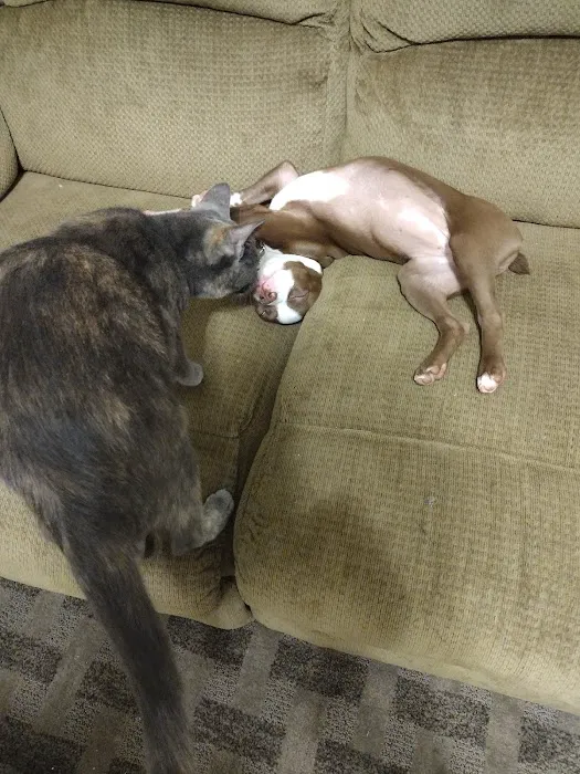 Chestnut Veterinary Clinic Picture 10