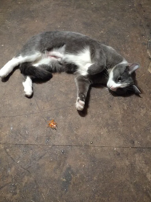 Fix 'Ur Cat Picture 6