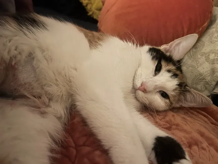 Fix 'Ur Cat Picture 8