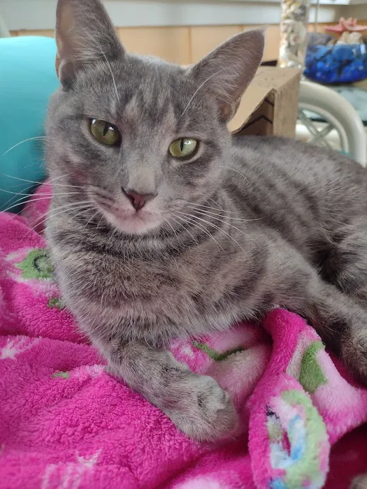 Fix 'Ur Cat Picture 2