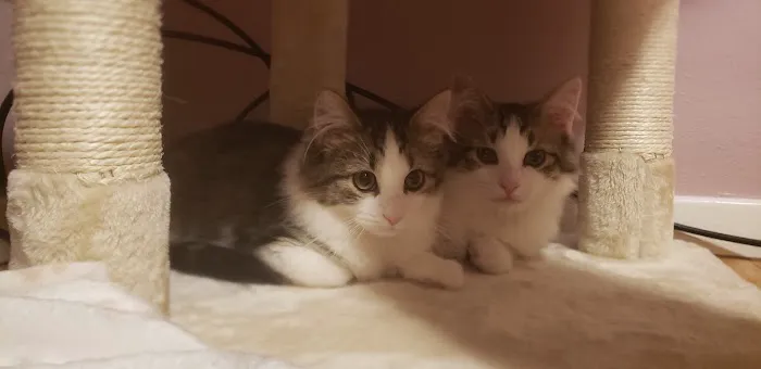 Fix 'Ur Cat Picture 10