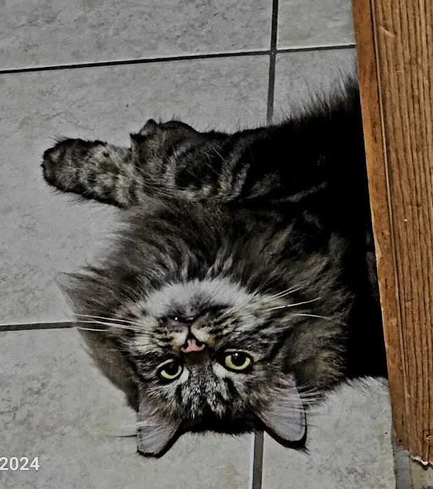 Fix 'Ur Cat Picture 4