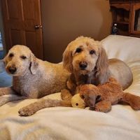 Banfield Pet Hospital ico