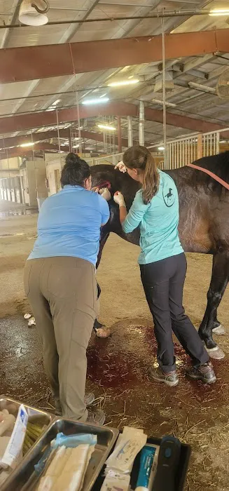 Performance Equine Picture 2