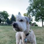 Bridgeville Animal Hospital