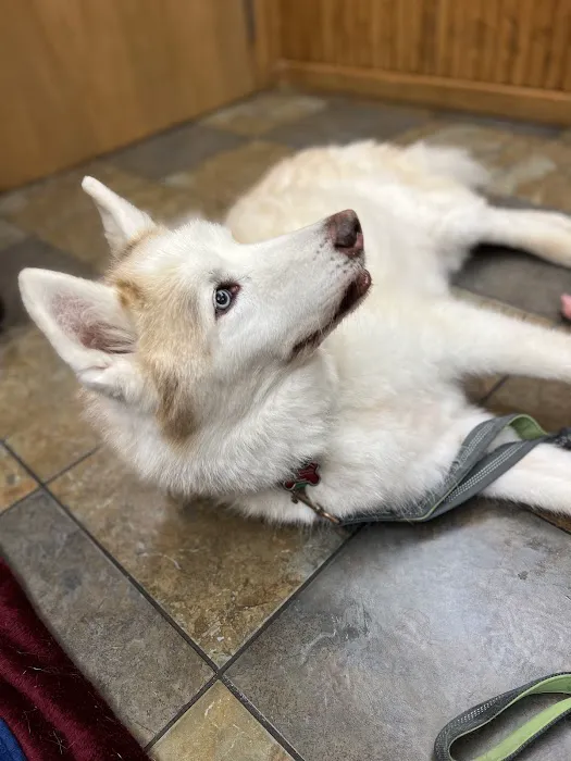 Bridgeville Animal Hospital Picture 3