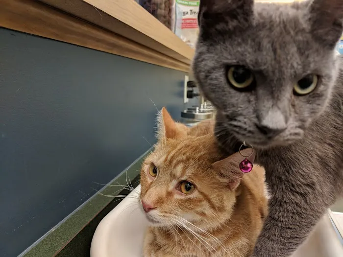 Bridgeville Animal Hospital Picture 5