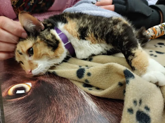 Bridgeville Animal Hospital Picture 8