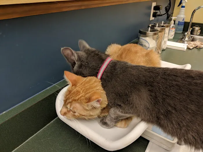 Bridgeville Animal Hospital Picture 9