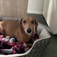 Allegheny South Veterinary Services ico