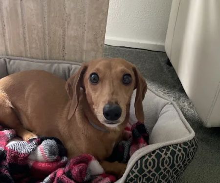 Allegheny South Veterinary Services
