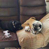 Manorville Pet Vet ico