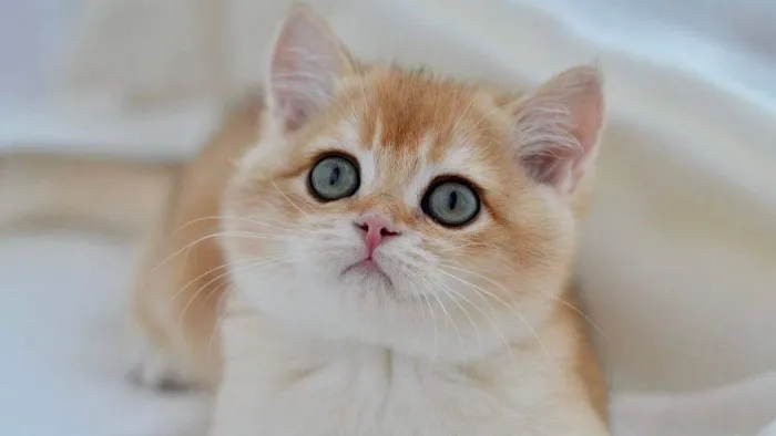 Scottish Fold USA Picture 1