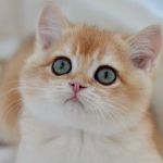 Scottish Fold USA