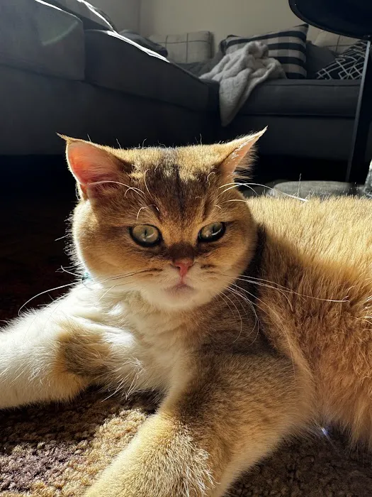 Scottish Fold USA Picture 7
