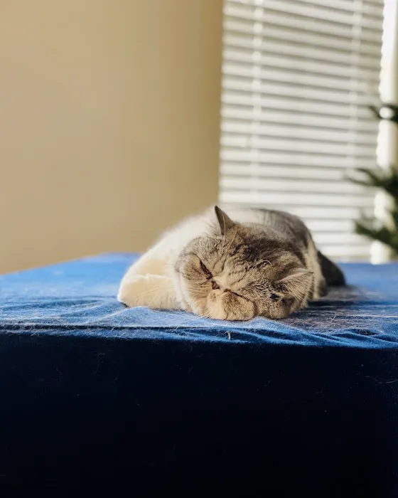 Scottish Fold USA Picture 2