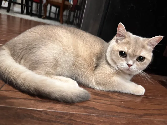 Scottish Fold USA Picture 8