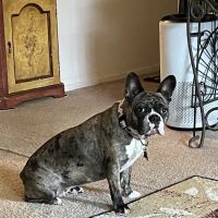 East End Veterinary Center ico
