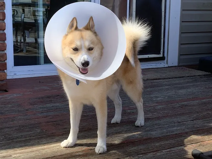 Vetco Total Care Animal Hospital Picture 3