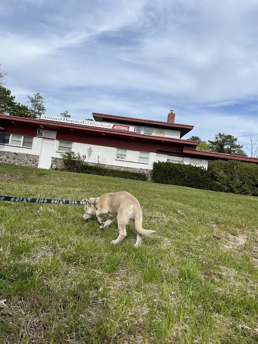 Animal Hospital of Riverhead Picture 3