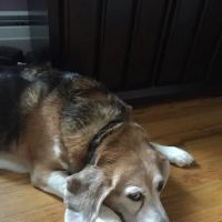 Animal Hospital of Riverhead ico