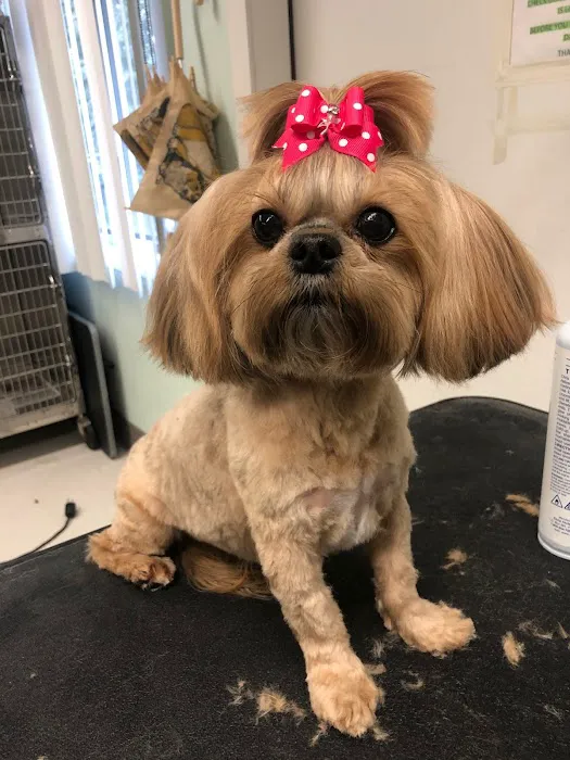 Peconic Bay Animal Hospital Picture 8