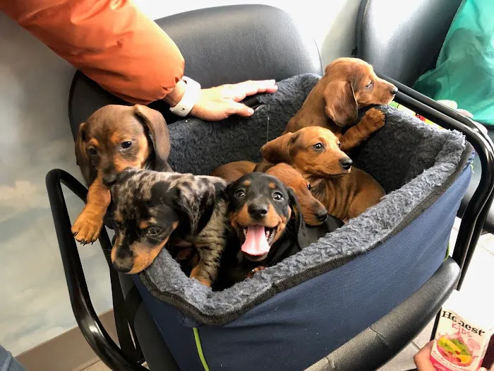 Peconic Bay Animal Hospital Picture 6