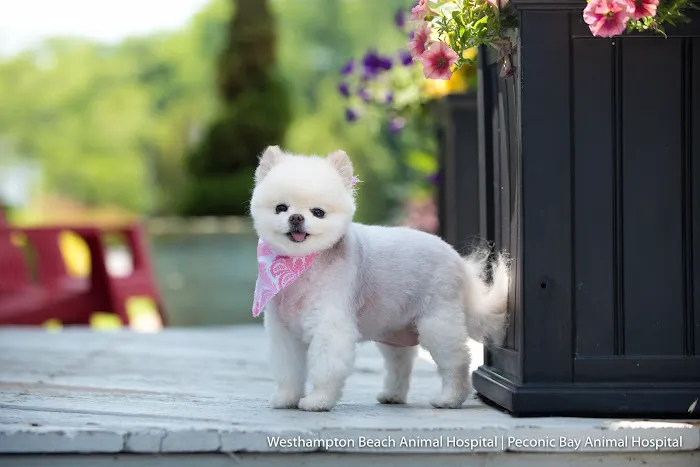 Peconic Bay Animal Hospital Picture 5