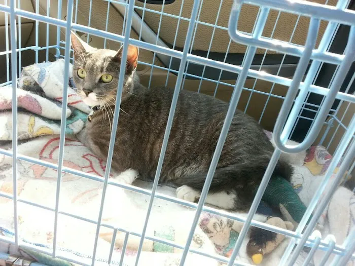 Shirley Veterinary Hospital Long Island Picture 1