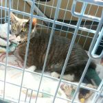 Shirley Veterinary Hospital Long Island