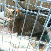 Shirley Veterinary Hospital Long Island ico