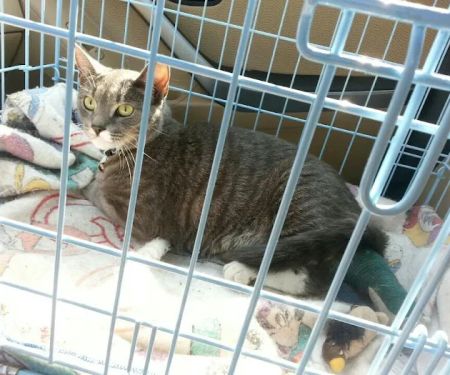Shirley Veterinary Hospital Long Island