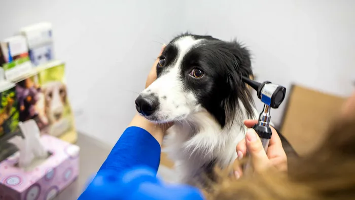 Shirley Veterinary Hospital Long Island Picture 9