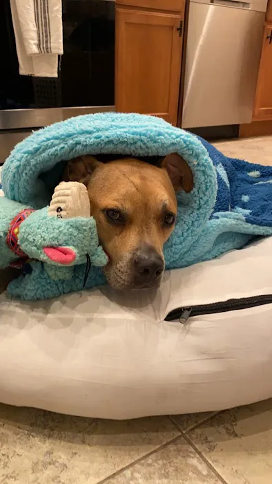 Center Moriches Veterinary Hospital Picture 1