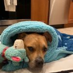 Center Moriches Veterinary Hospital