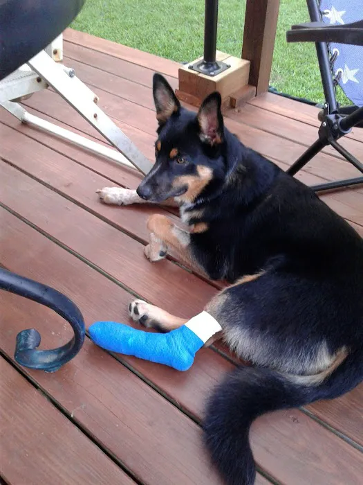 Center Moriches Veterinary Hospital Picture 8