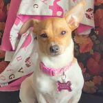 Flint Veterinary Care Center