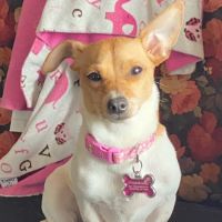 Flint Veterinary Care Center ico
