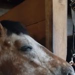 Royalton Equine Veterinary Services, PC