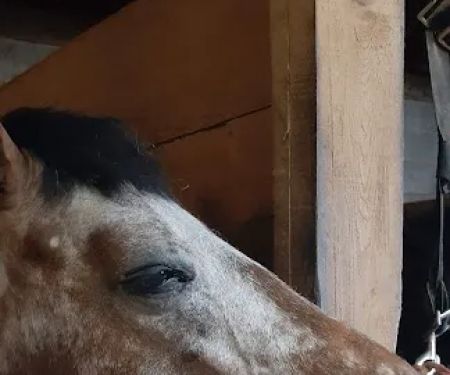 Royalton Equine Veterinary Services, PC