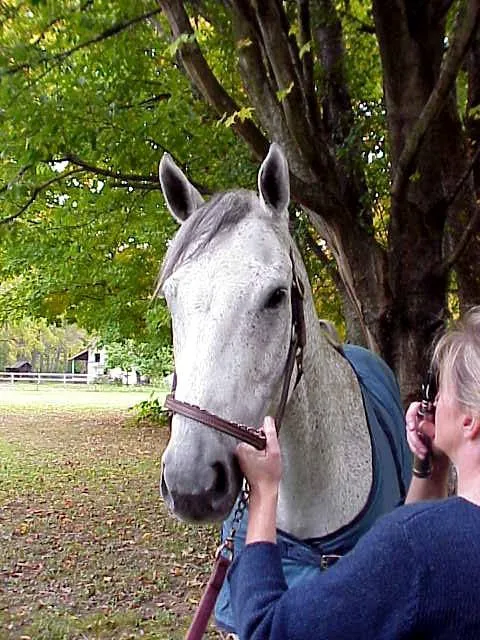 Royalton Equine Veterinary Services, PC Picture 4